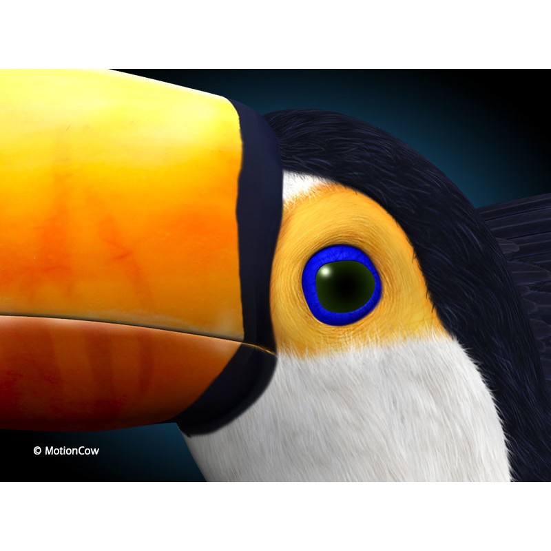 Toucan A 3D Model – Realistic Flying Bird, Rigged & Animated - View 7
