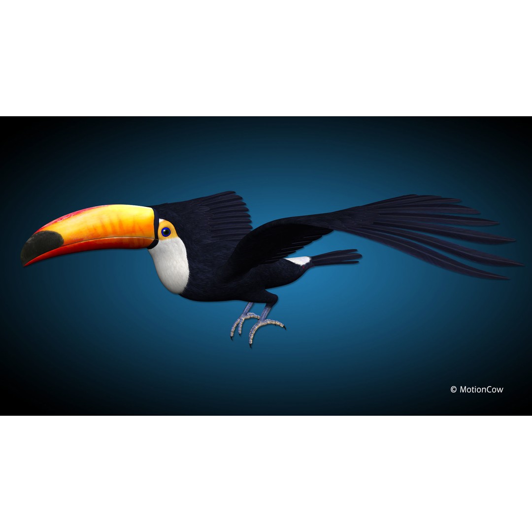 Toucan A 3D Model – Realistic Flying Bird, Rigged & Animated - View 9