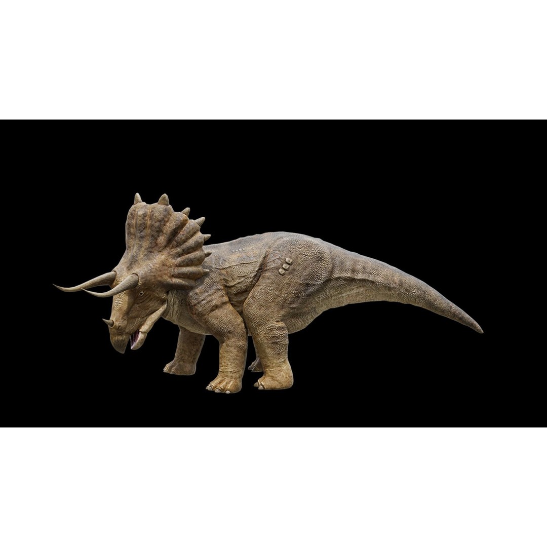 Triceratops 3D Model – Low Poly Rigged Dinosaur, FBX, Blender