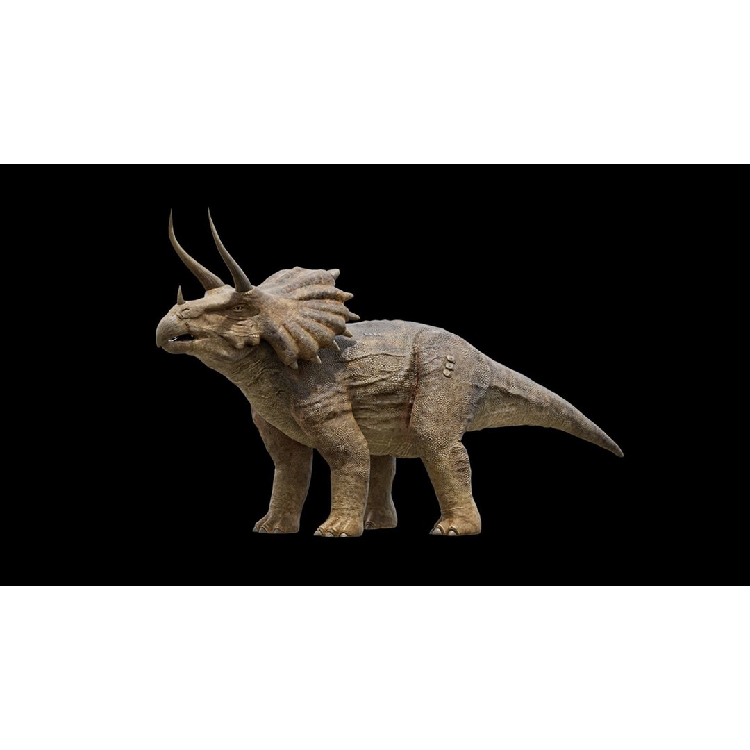 Triceratops 3D Model – Low Poly Rigged Dinosaur, FBX, Blender - View 10