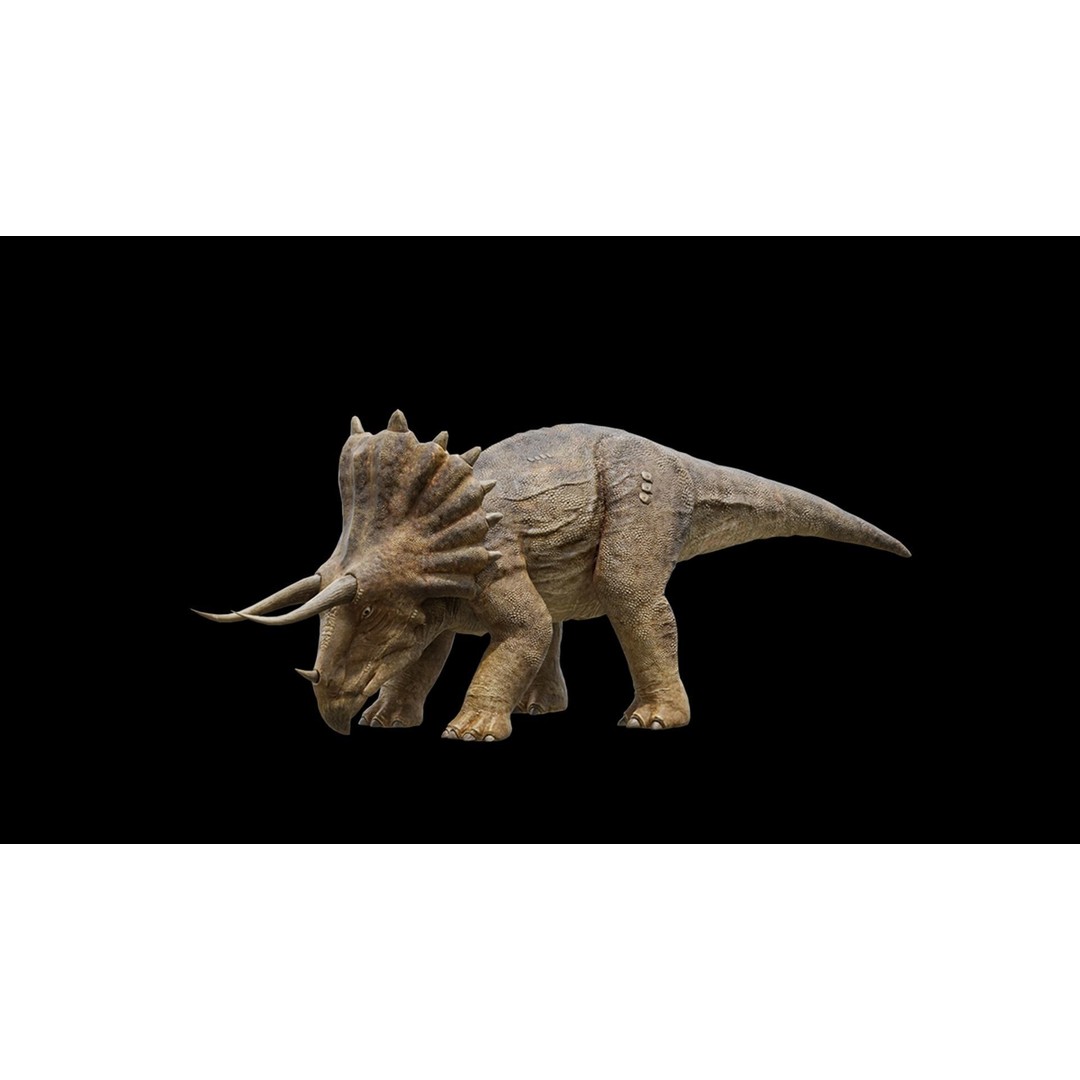 Triceratops 3D Model – Low Poly Rigged Dinosaur, FBX, Blender - View 13