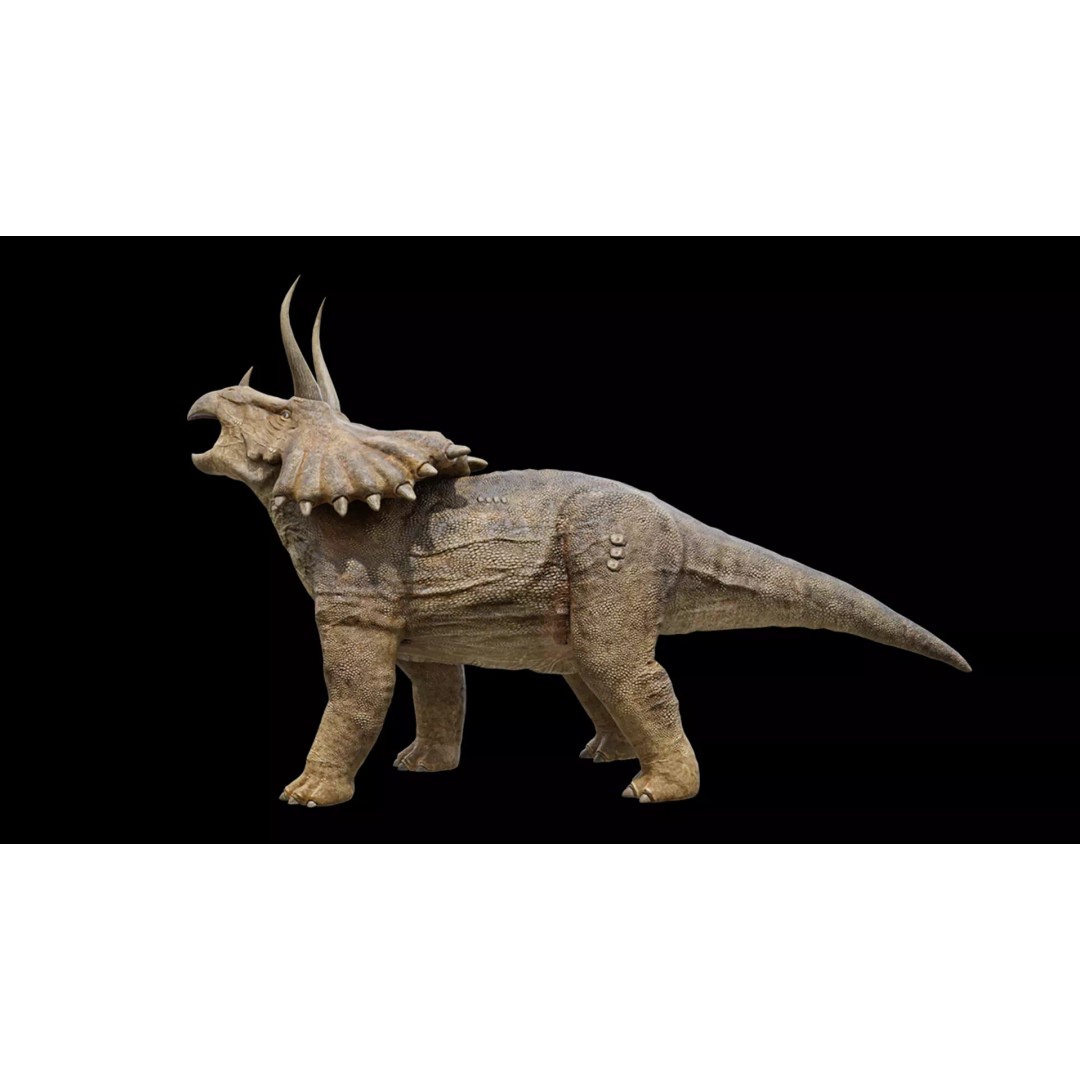 Triceratops 3D Model – Low Poly Rigged Dinosaur, FBX, Blender - View 2