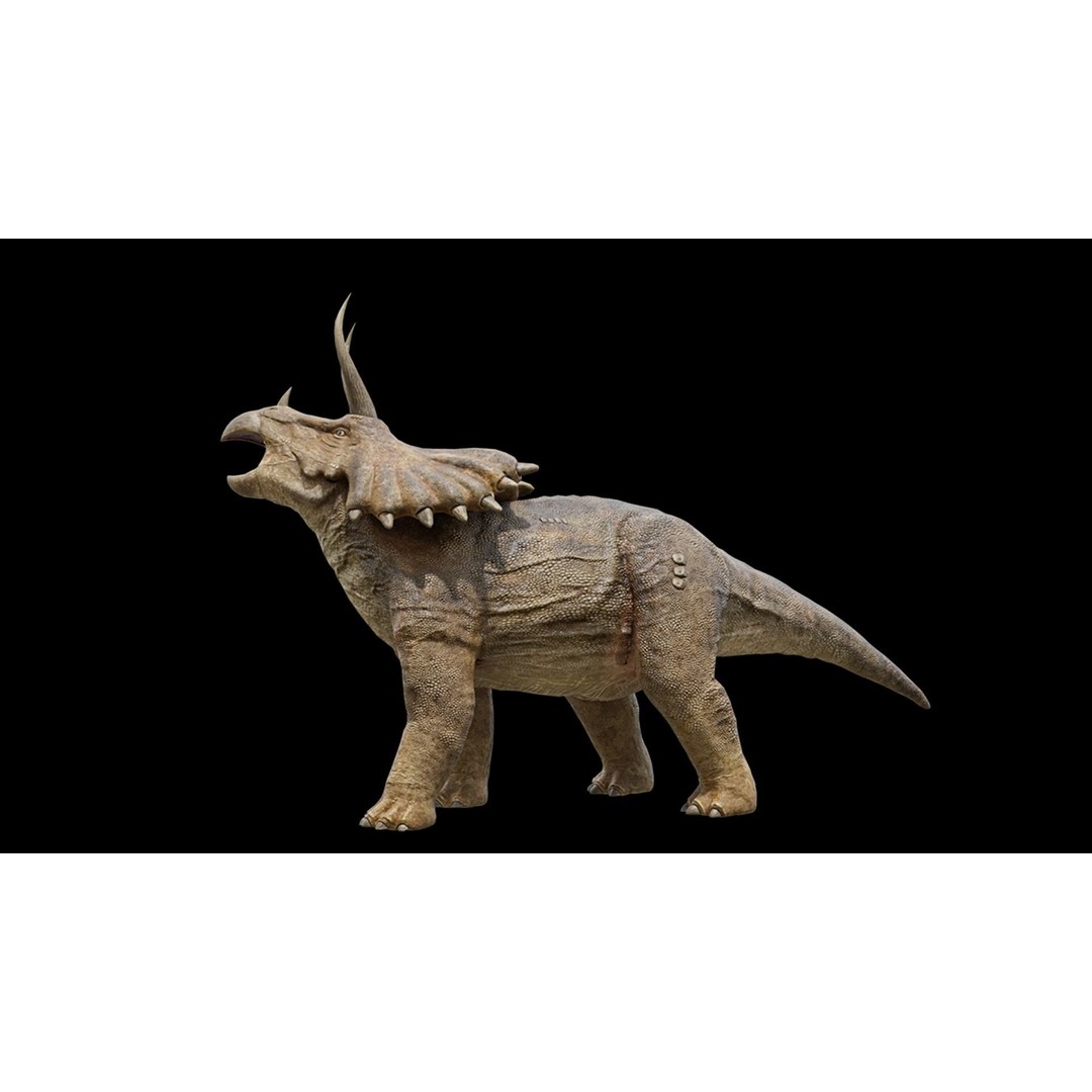 Triceratops 3D Model – Low Poly Rigged Dinosaur, FBX, Blender - View 25