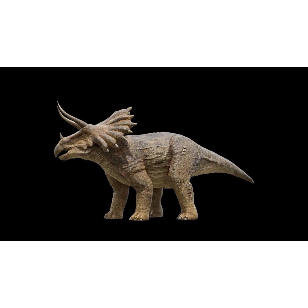 Triceratops 3D Model – Low Poly Rigged Dinosaur, FBX, Blender - View 29