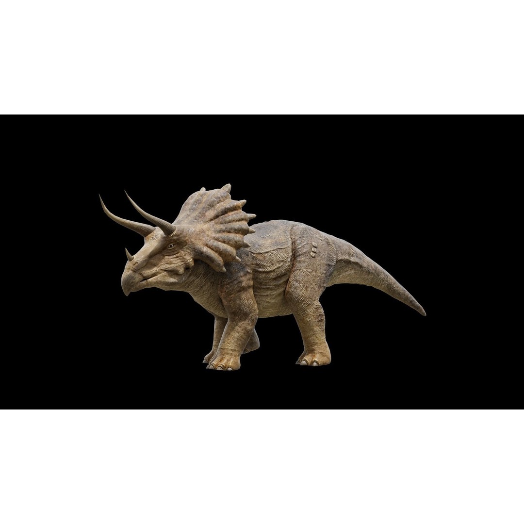 Triceratops 3D Model – Low Poly Rigged Dinosaur, FBX, Blender - View 3