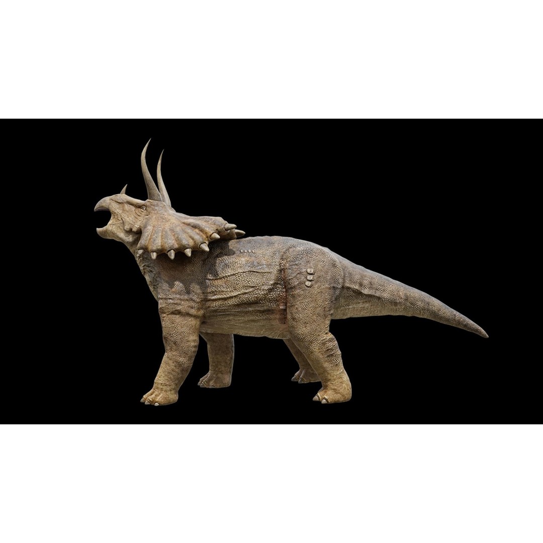 Triceratops 3D Model – Low Poly Rigged Dinosaur, FBX, Blender - View 30