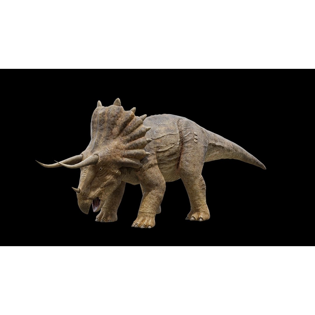Triceratops 3D Model – Low Poly Rigged Dinosaur, FBX, Blender - View 31