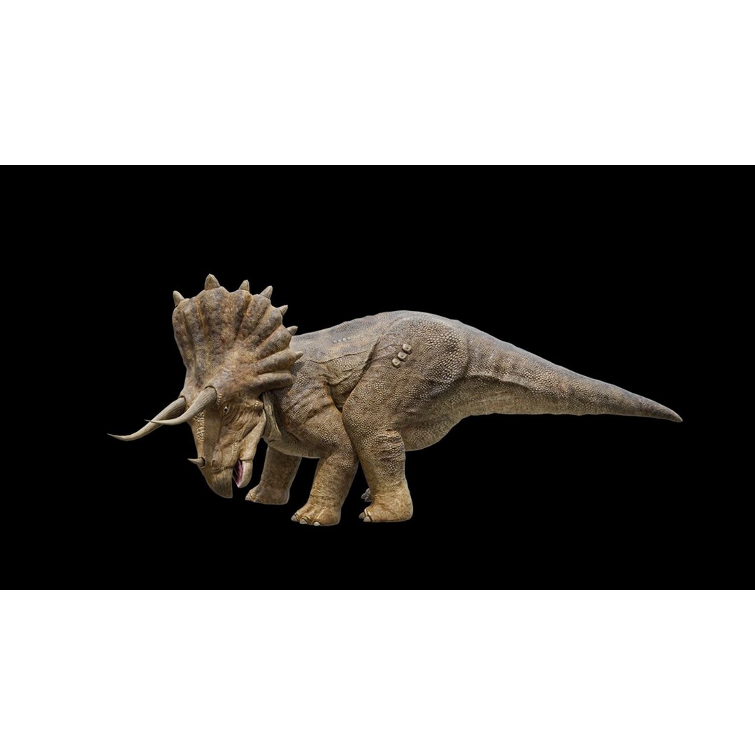 Triceratops 3D Model – Low Poly Rigged Dinosaur, FBX, Blender - View 4