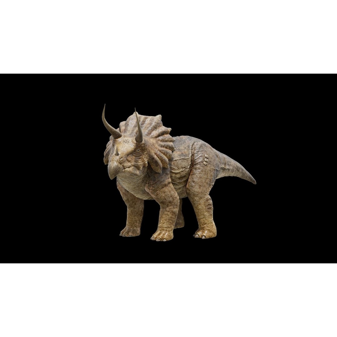 Triceratops 3D Model – Low Poly Rigged Dinosaur, FBX, Blender - View 8