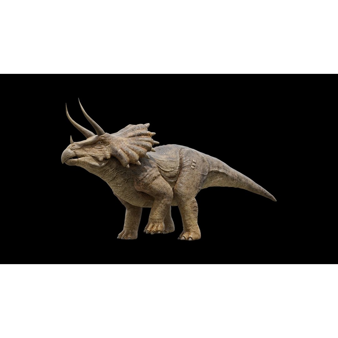 Triceratops 3D Model – Low Poly Rigged Dinosaur, FBX, Blender - View 9