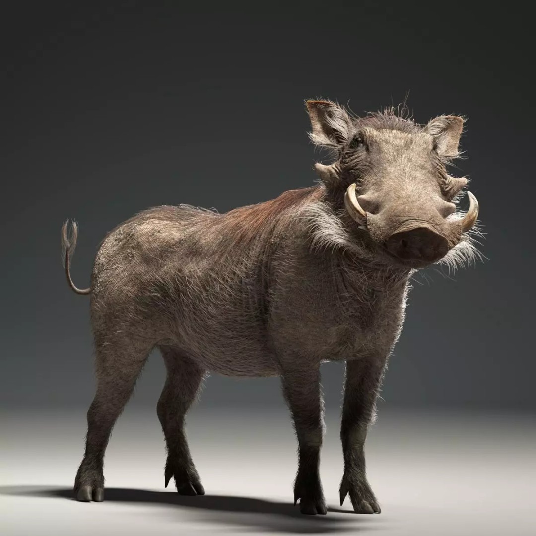 Warthog 3D Model – Realistic Animated Character, Blender, FBX - View 2