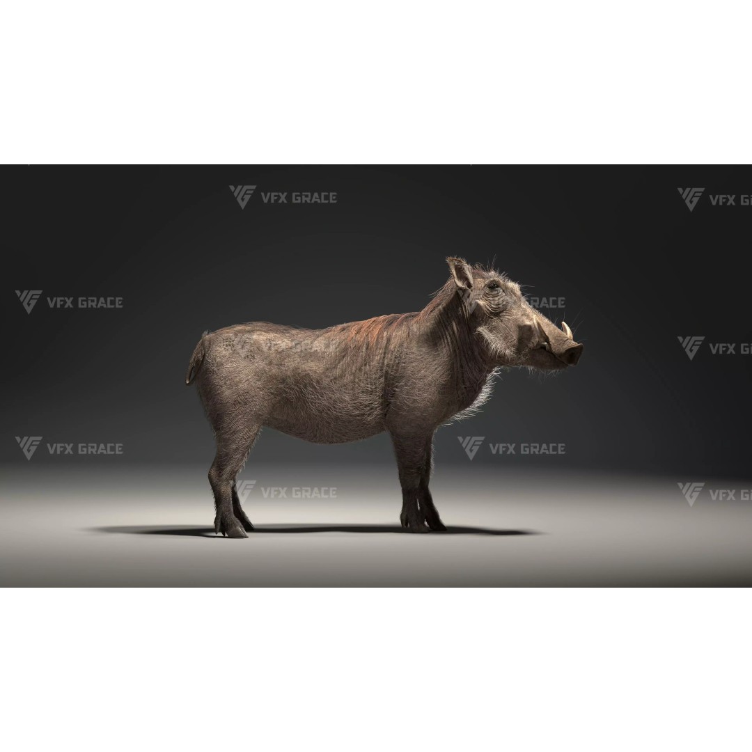 Warthog 3D Model – Realistic Animated Character, Blender, FBX - View 4