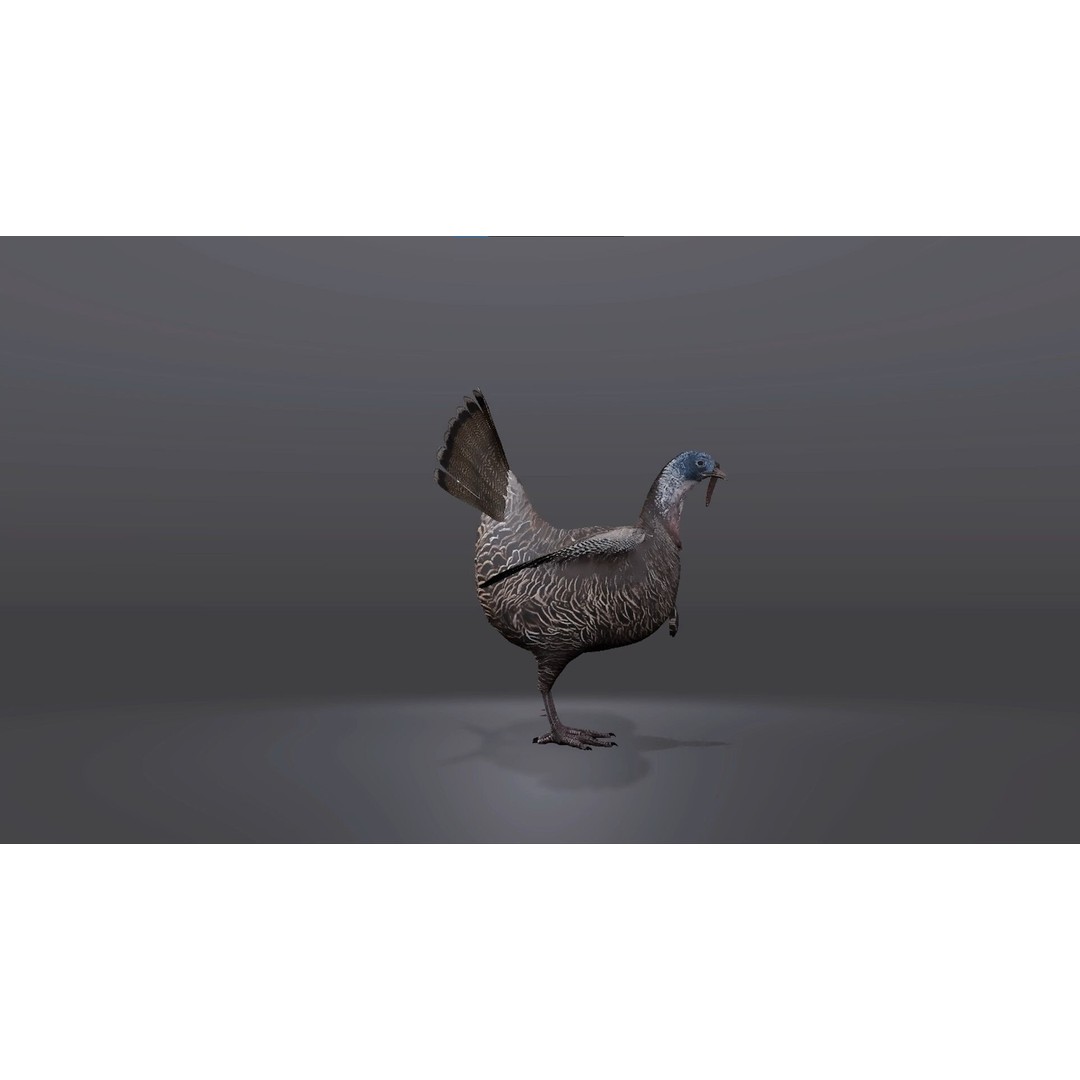 Realistic Turkey 3D Model – Low Poly Game Asset, FBX, PBR Textures