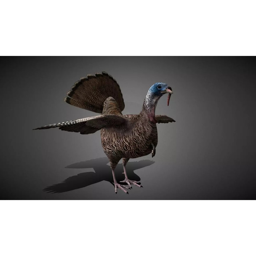 Realistic Turkey 3D Model – Low Poly Game Asset, FBX, PBR Textures - View 2
