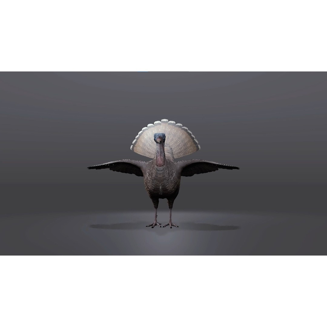 Realistic Turkey 3D Model – Low Poly Game Asset, FBX, PBR Textures - View 3