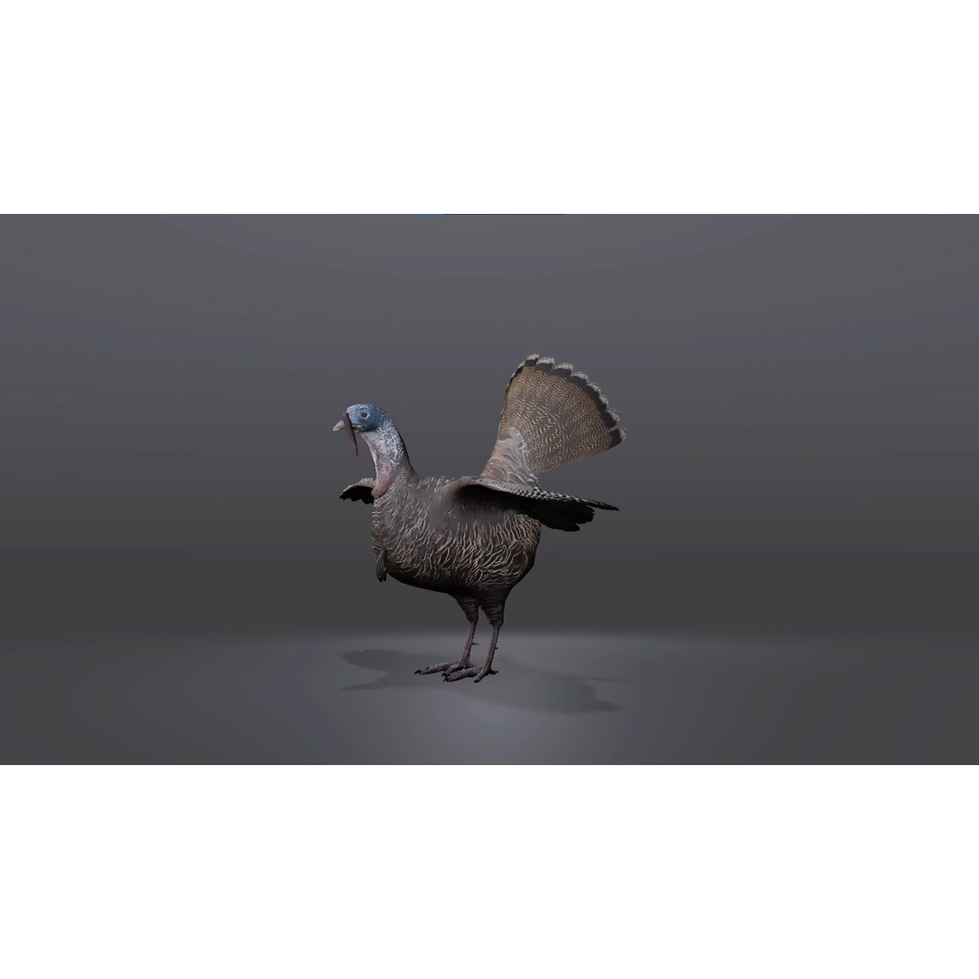 Realistic Turkey 3D Model – Low Poly Game Asset, FBX, PBR Textures - View 4
