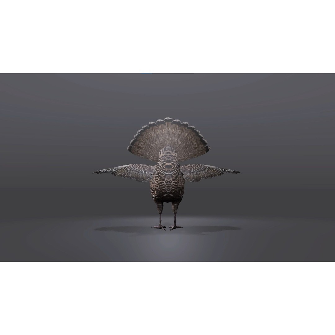 Realistic Turkey 3D Model – Low Poly Game Asset, FBX, PBR Textures - View 5