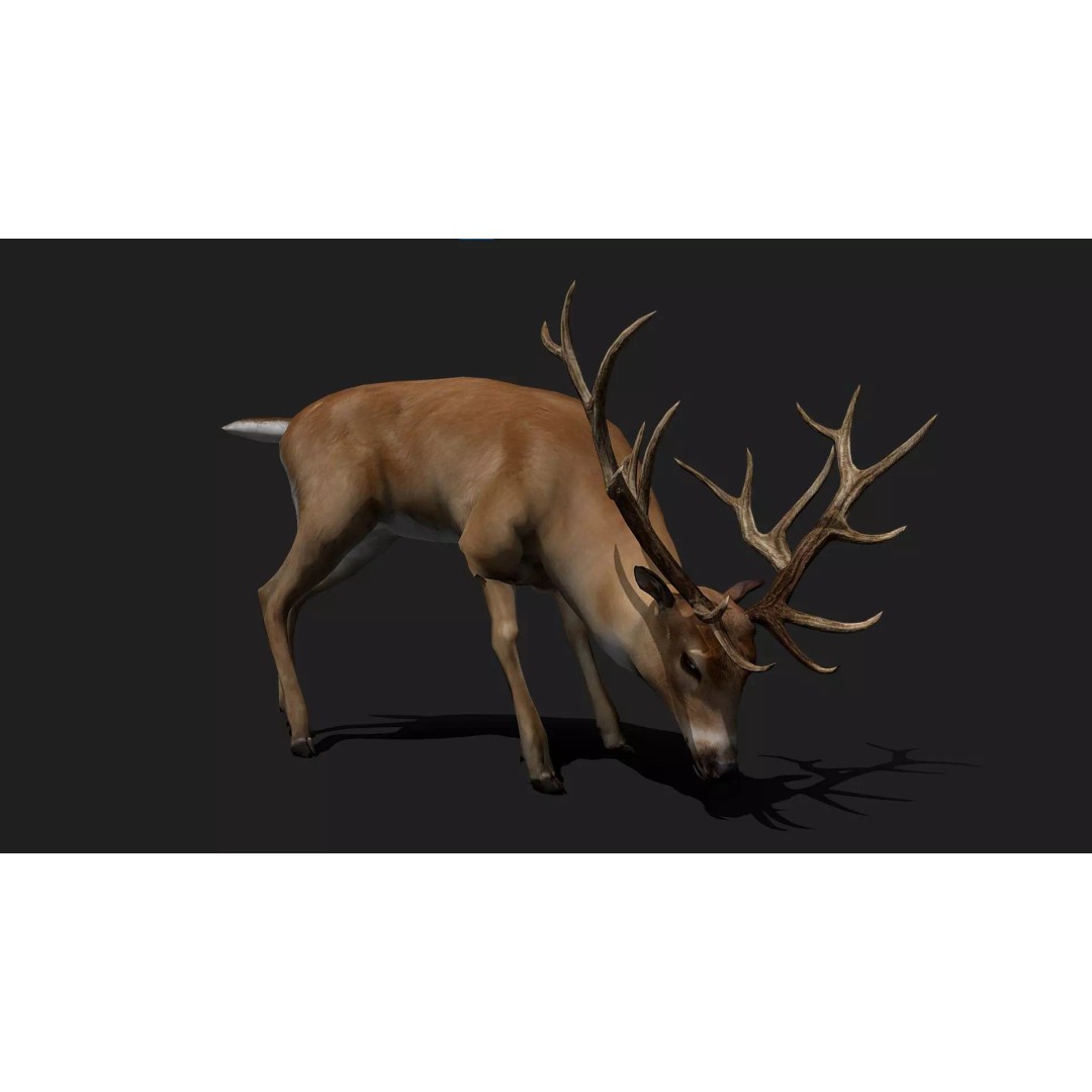 Realistic Deer 3D Model – Low Poly Animated Rigged Asset, FBX - View 2