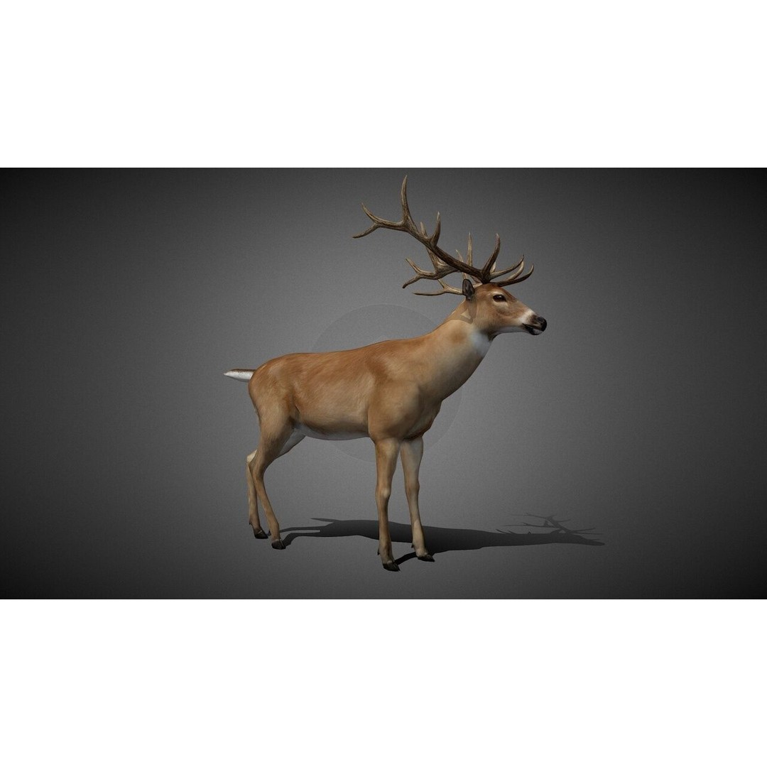 Realistic Deer 3D Model – Low Poly Animated Rigged Asset, FBX - View 3