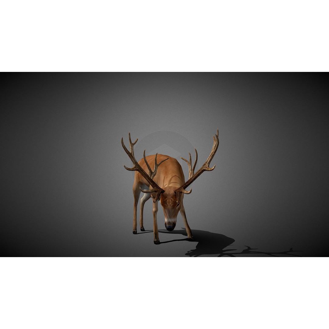 Realistic Deer 3D Model – Low Poly Animated Rigged Asset, FBX - View 4