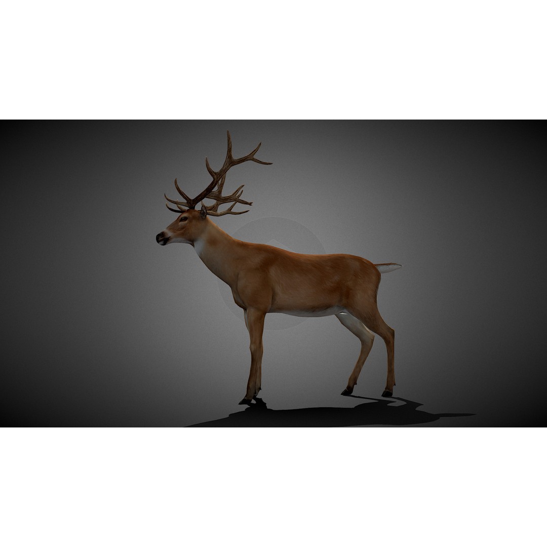 Realistic Deer 3D Model – Low Poly Animated Rigged Asset, FBX - View 5