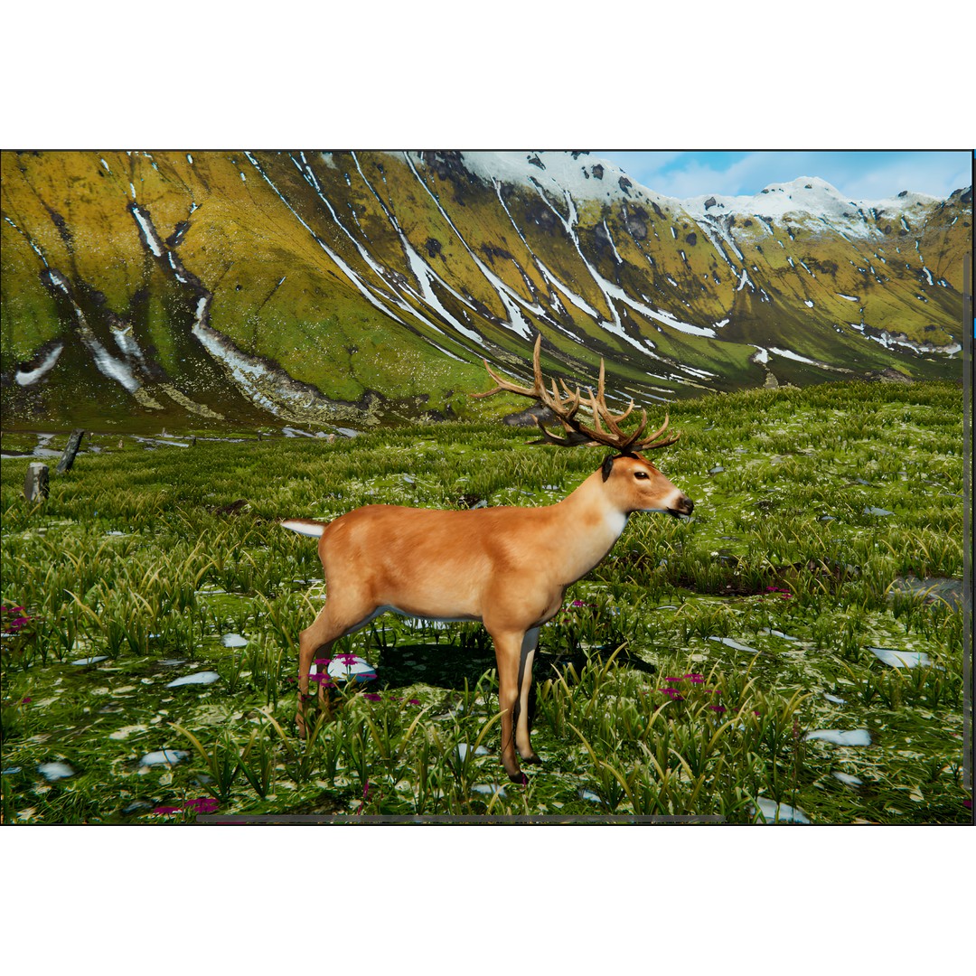 Realistic Deer 3D Model – Low Poly Animated Rigged Asset, FBX - View 6