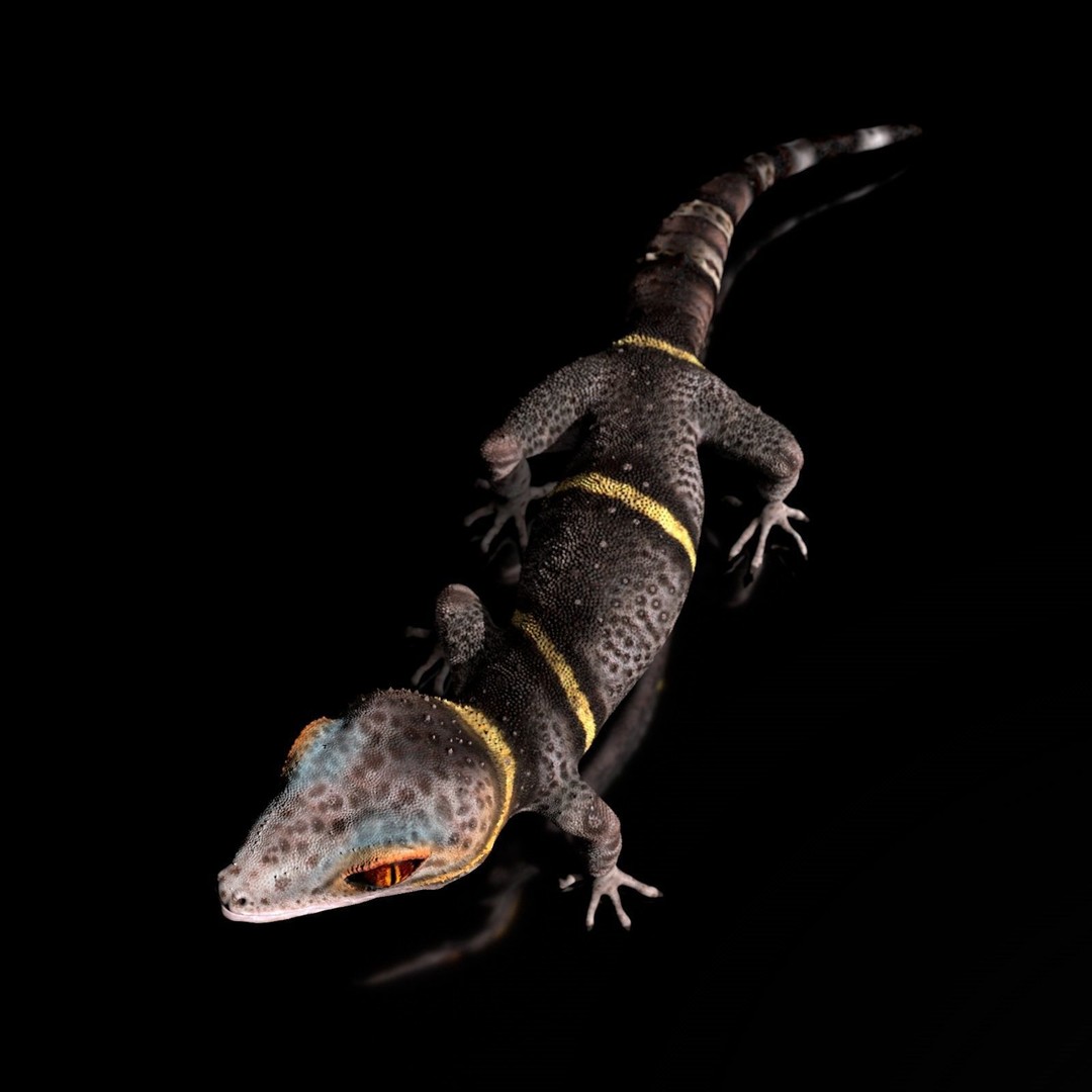 Chinese Cave Gecko 3D Model – High Poly PBR Model for Animation - View 10
