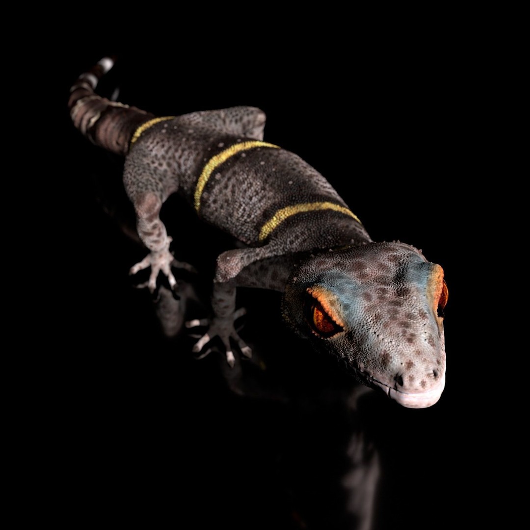 Chinese Cave Gecko 3D Model – High Poly PBR Model for Animation - View 11
