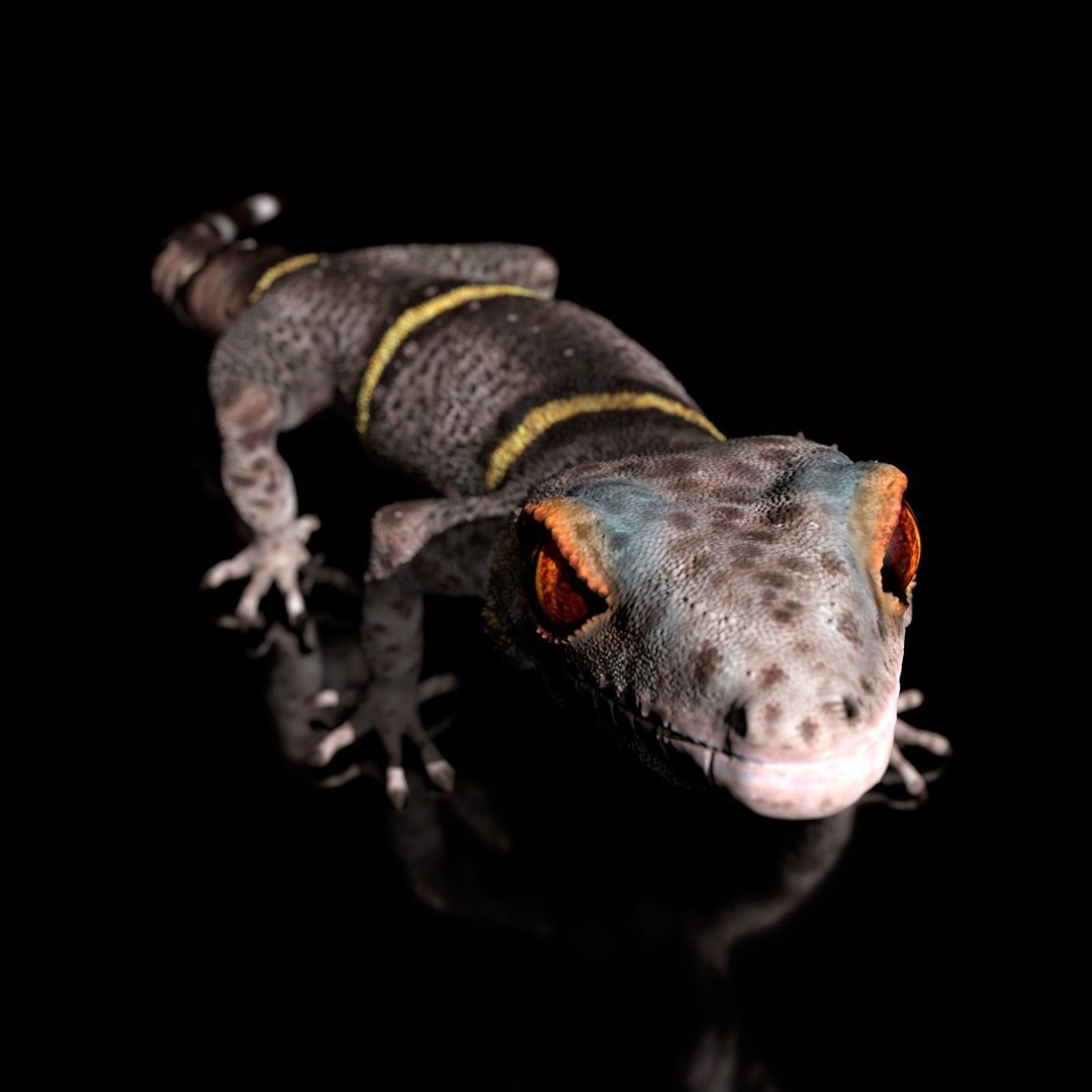 Chinese Cave Gecko 3D Model – High Poly PBR Model for Animation - View 12