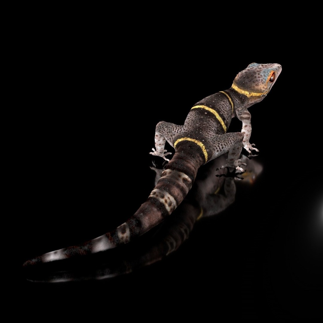 Chinese Cave Gecko 3D Model – High Poly PBR Model for Animation - View 13