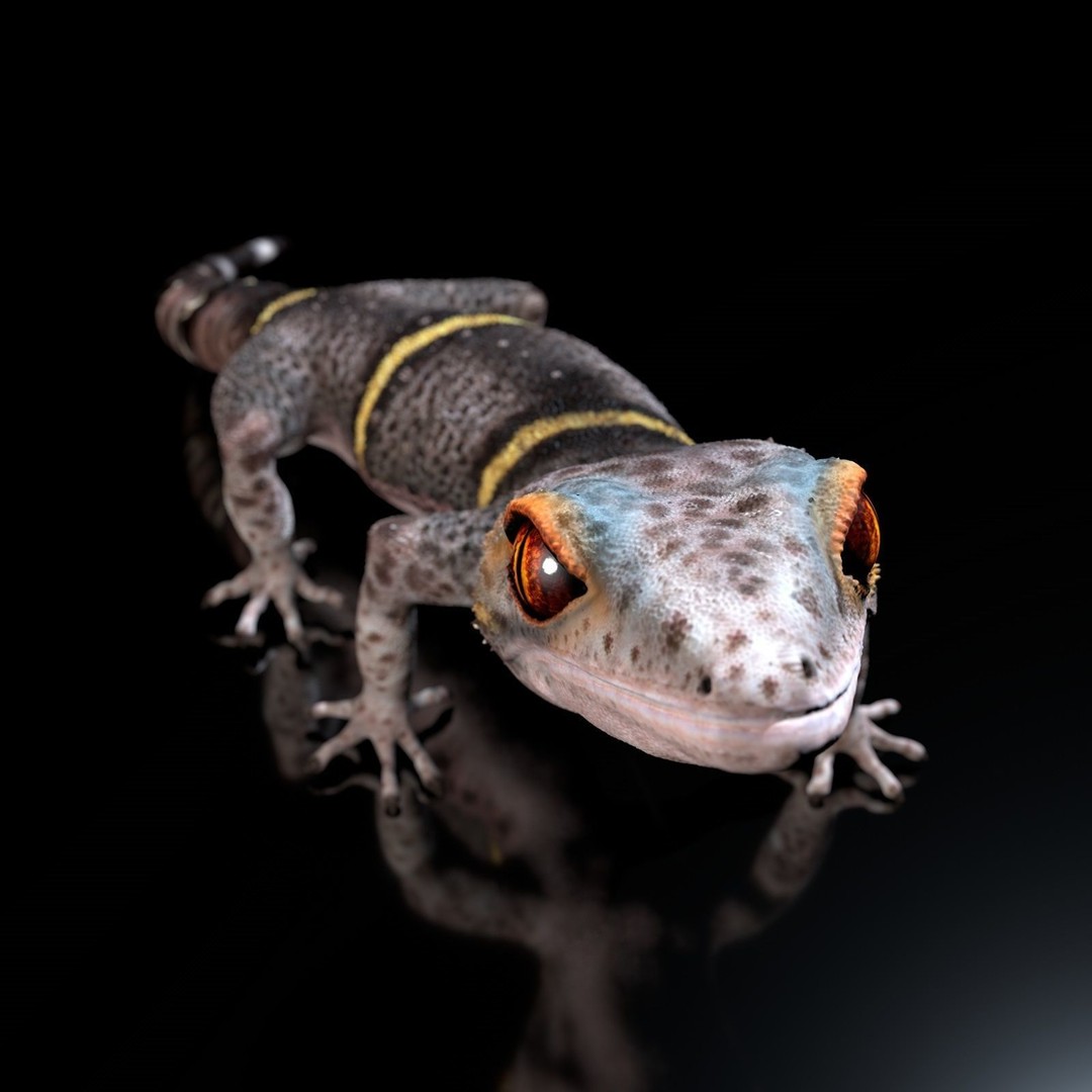 Chinese Cave Gecko 3D Model – High Poly PBR Model for Animation - View 14