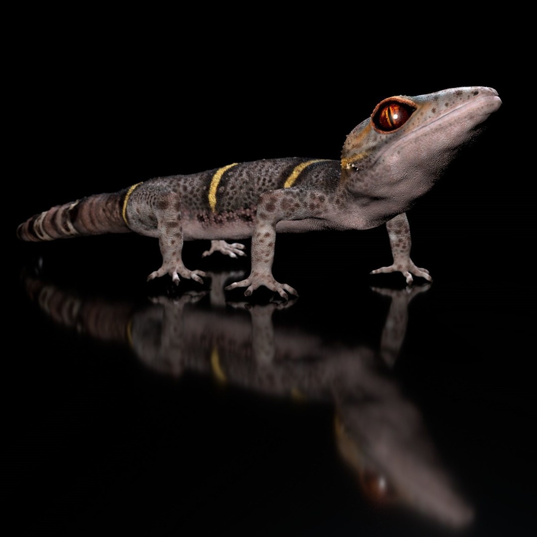 Chinese Cave Gecko 3D Model – High Poly PBR Model for Animation - View 15
