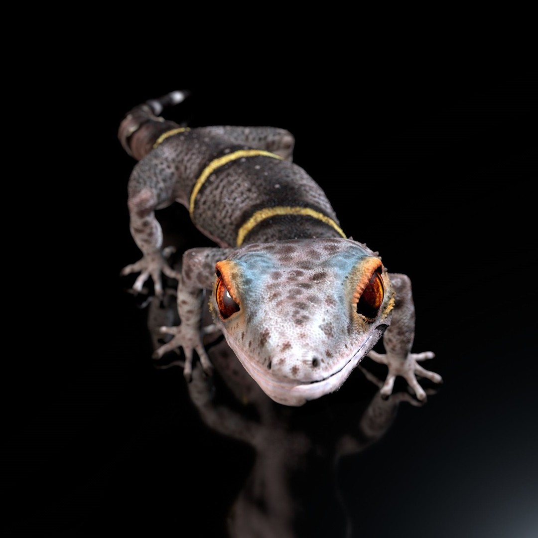 Chinese Cave Gecko 3D Model – High Poly PBR Model for Animation - View 16
