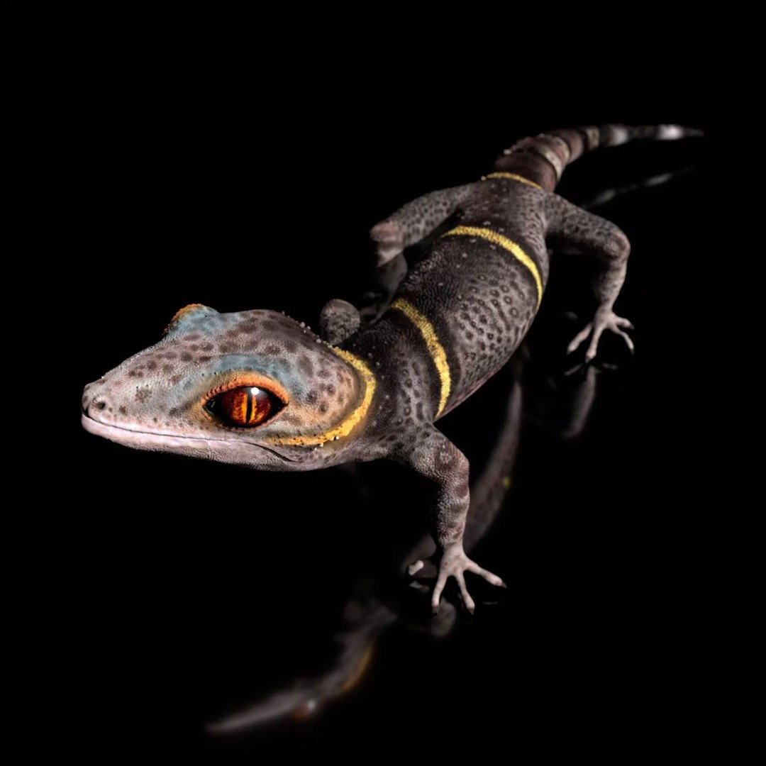 Chinese Cave Gecko 3D Model – High Poly PBR Model for Animation - View 2