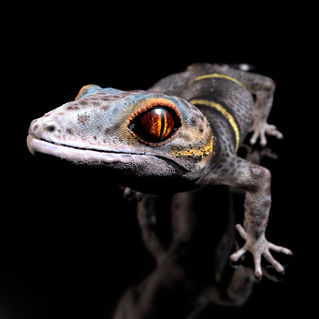 Chinese Cave Gecko 3D Model – High Poly PBR Model for Animation - View 4