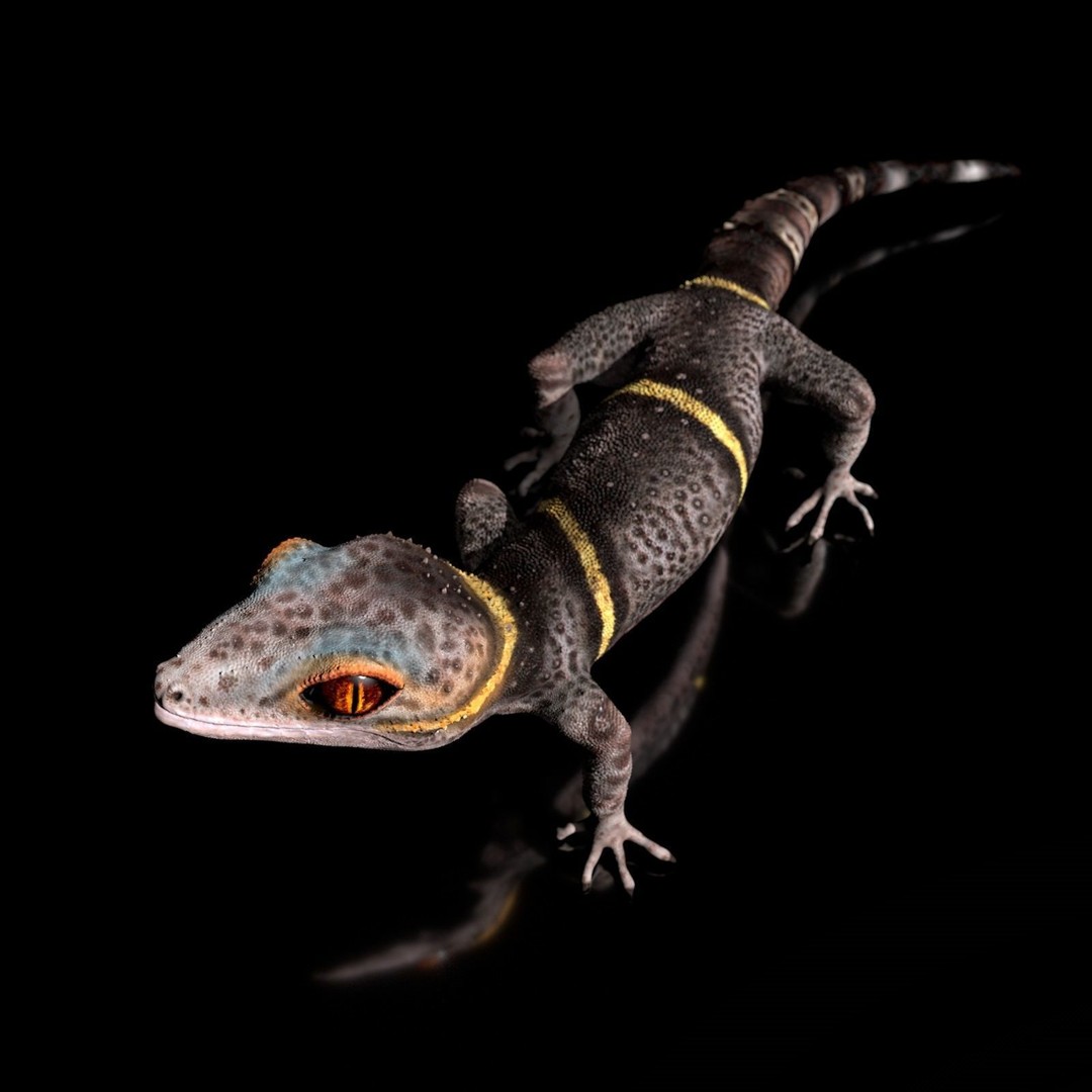Chinese Cave Gecko 3D Model – High Poly PBR Model for Animation - View 6