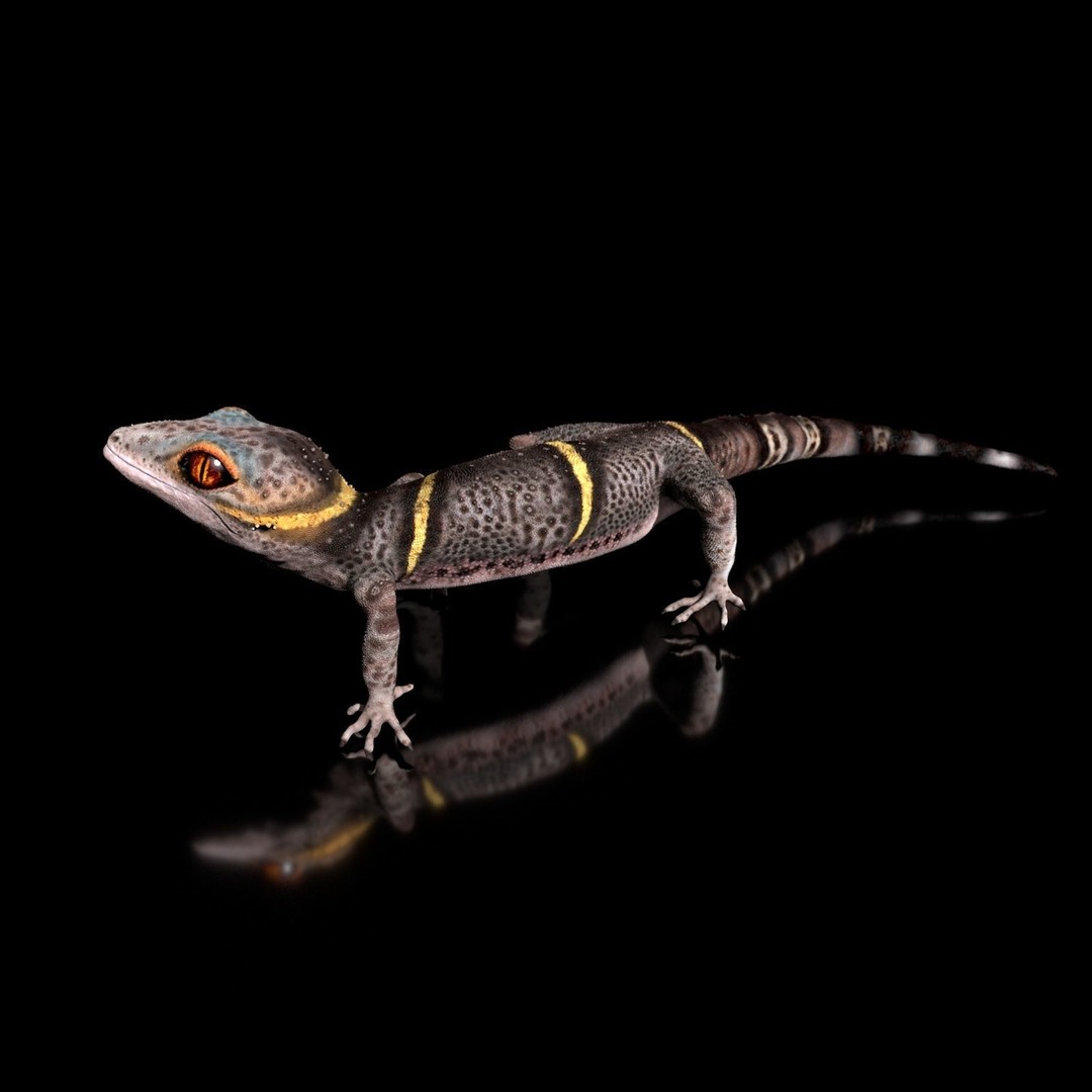 Chinese Cave Gecko 3D Model – High Poly PBR Model for Animation - View 9