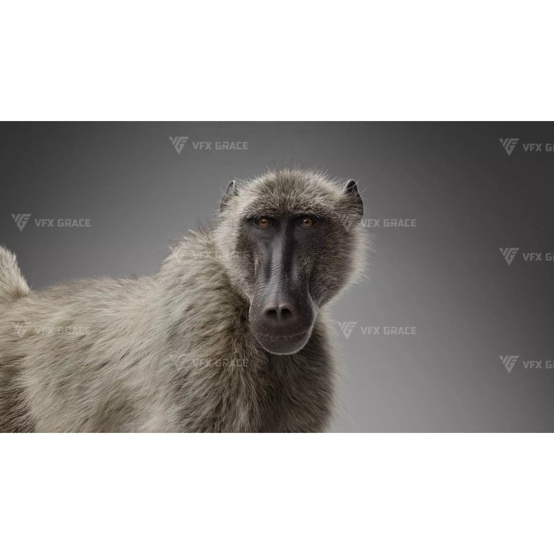 Baboon 3D Model – Realistic Animated Character for Blender - View 11