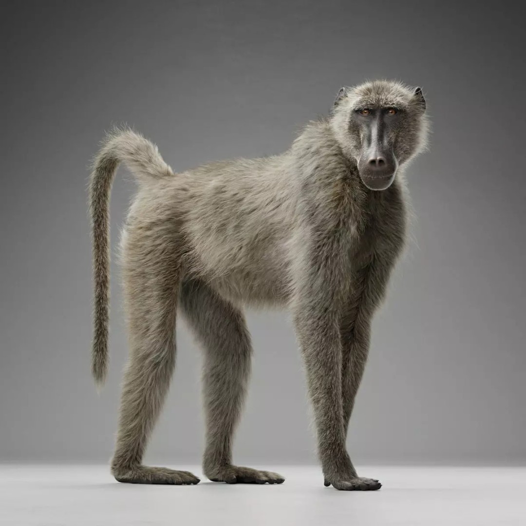 Baboon 3D Model – Realistic Animated Character for Blender - View 12