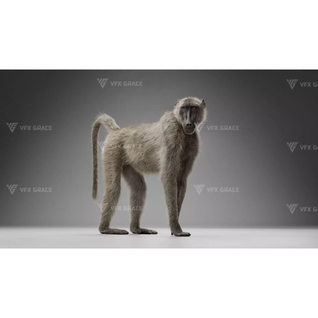 Baboon 3D Model – Realistic Animated Character for Blender - View 2
