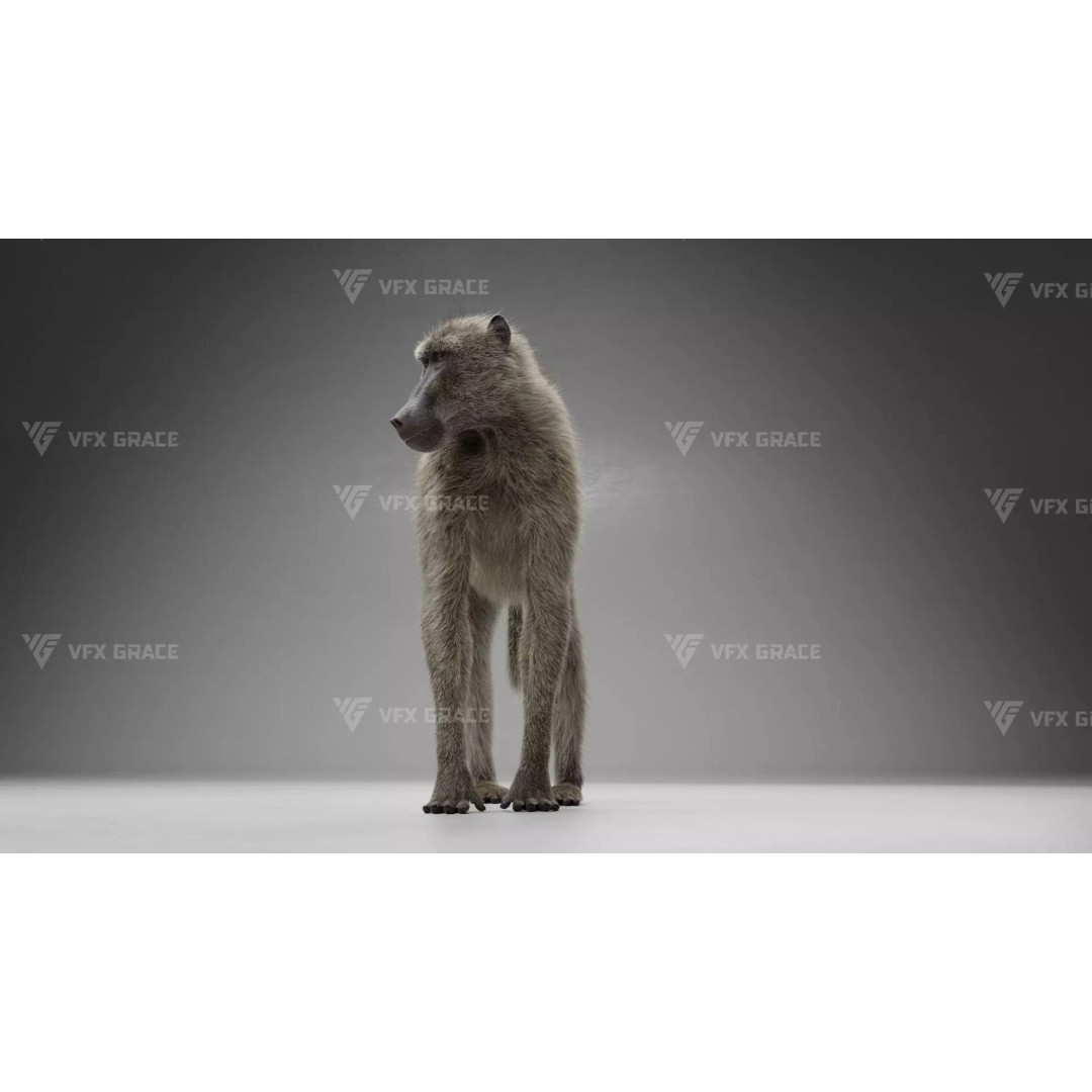 Baboon 3D Model – Realistic Animated Character for Blender - View 3