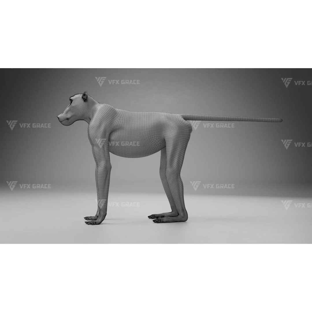 Baboon 3D Model – Realistic Animated Character for Blender - View 30