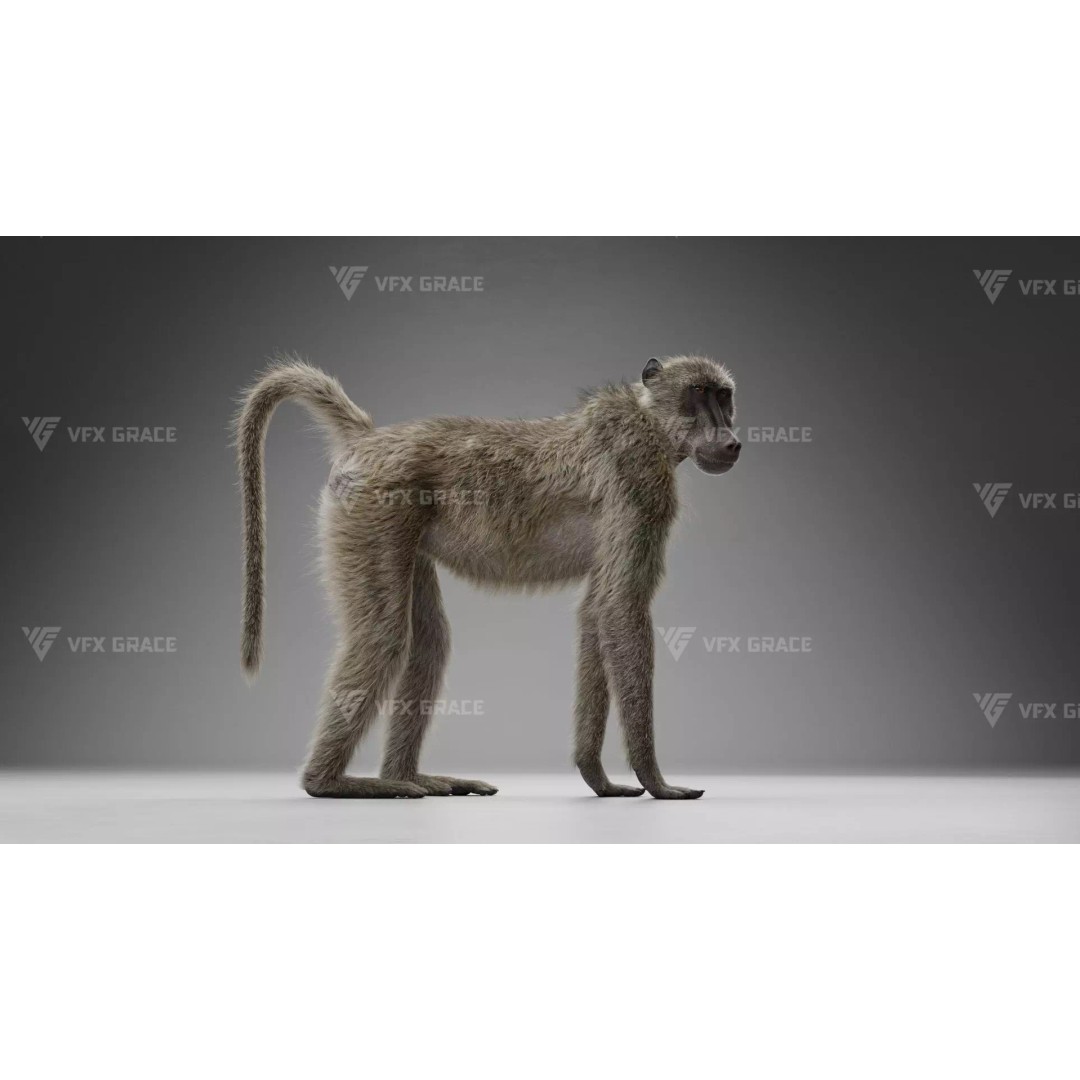 Baboon 3D Model – Realistic Animated Character for Blender - View 4