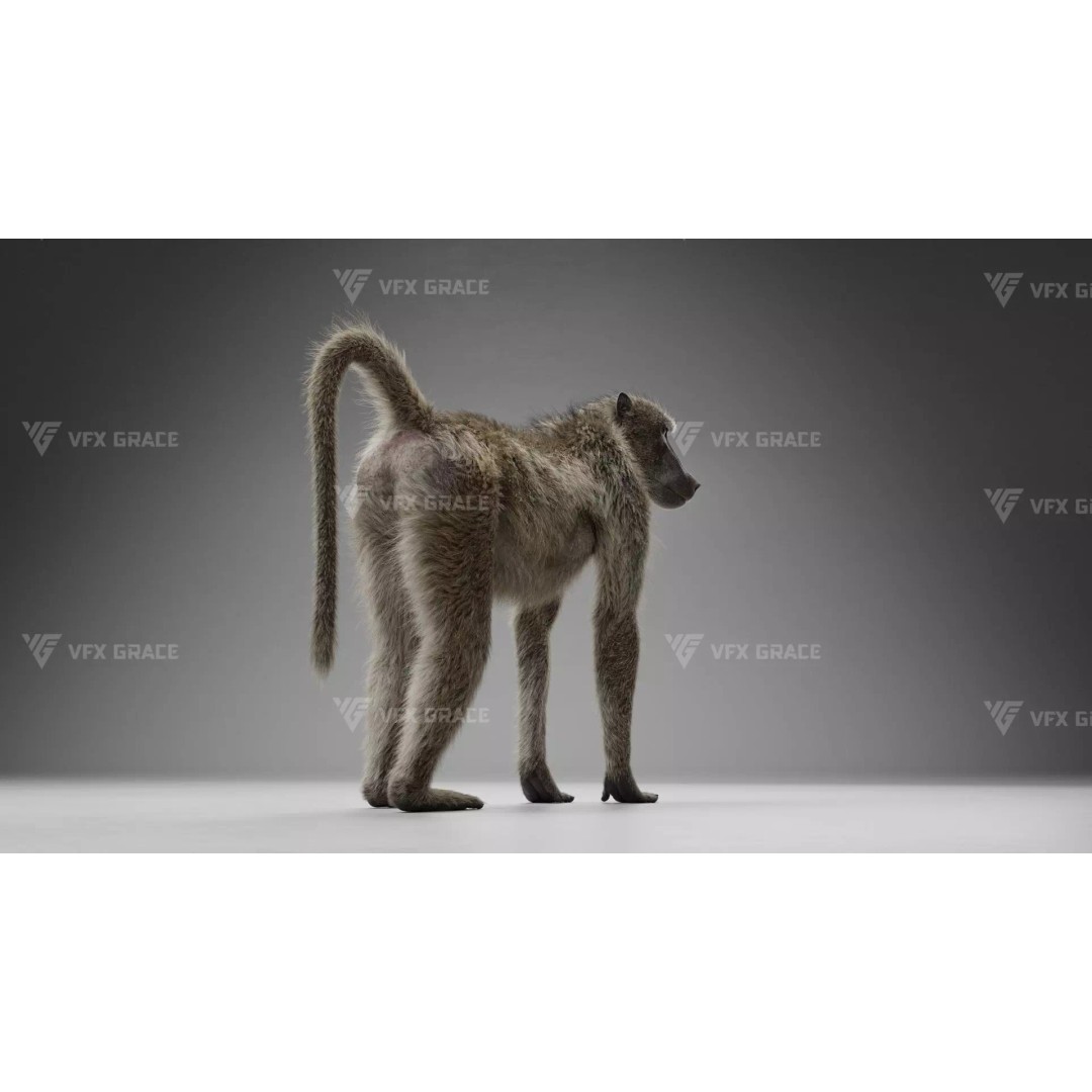 Baboon 3D Model – Realistic Animated Character for Blender - View 5