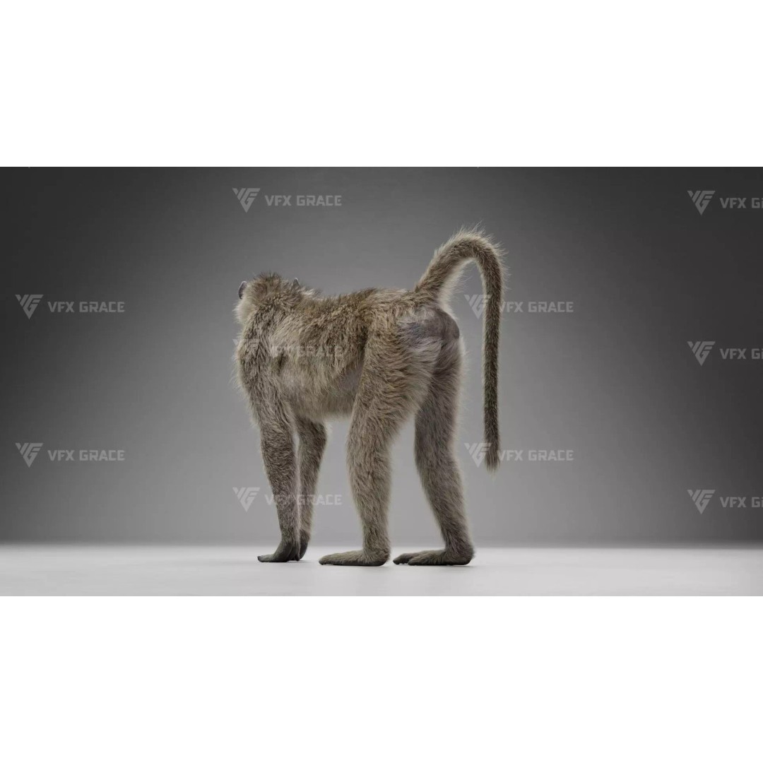 Baboon 3D Model – Realistic Animated Character for Blender - View 6