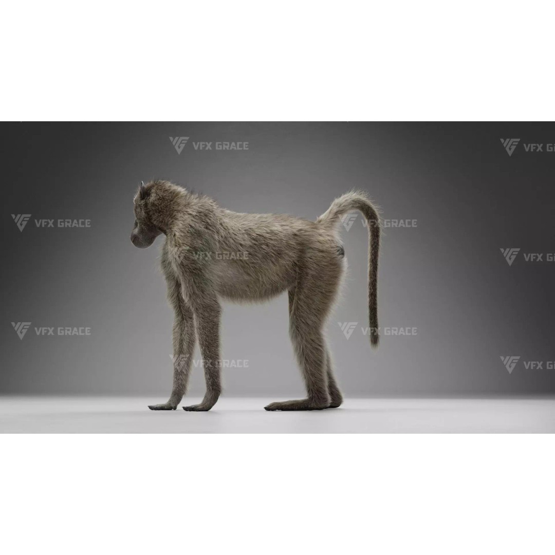 Baboon 3D Model – Realistic Animated Character for Blender - View 7