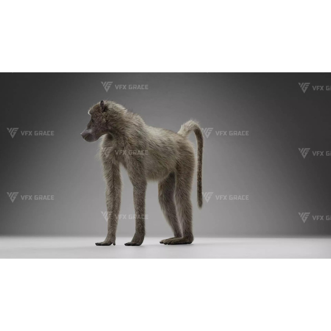 Baboon 3D Model – Realistic Animated Character for Blender - View 8