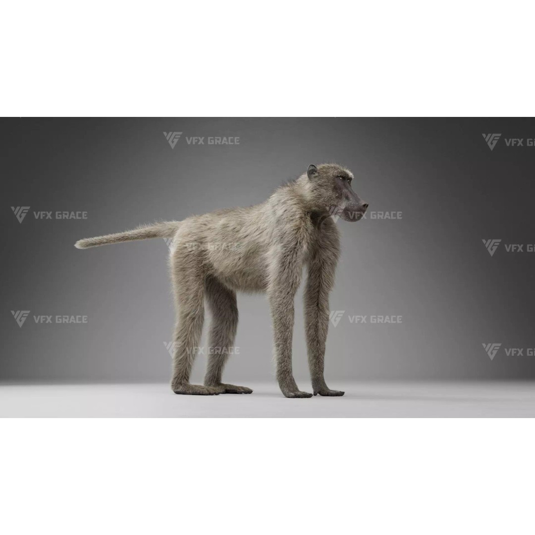 Baboon 3D Model – Realistic Animated Character for Blender - View 9