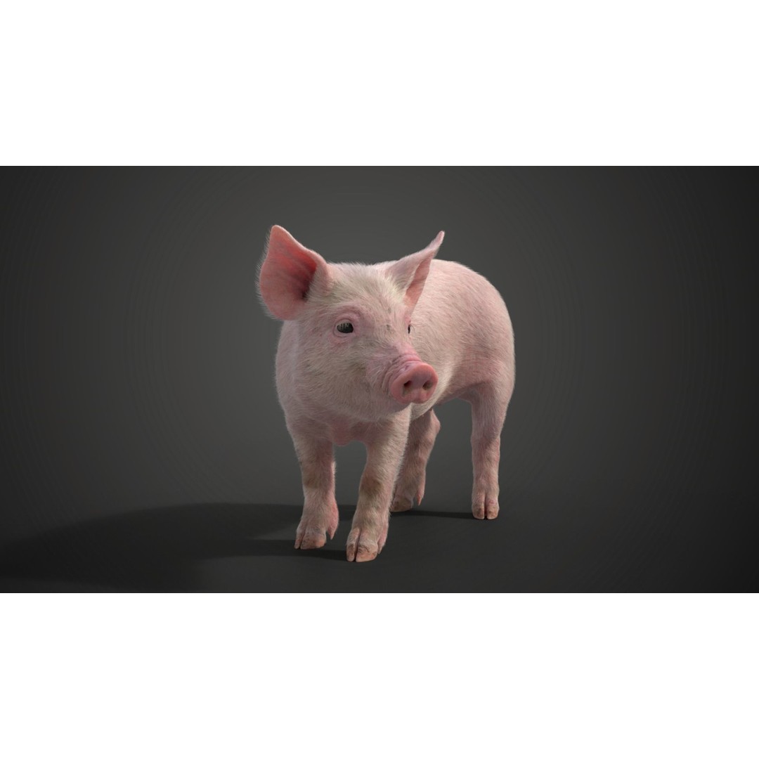 Piggy 3D Model – High Poly Rigged Character with Animations - View 10