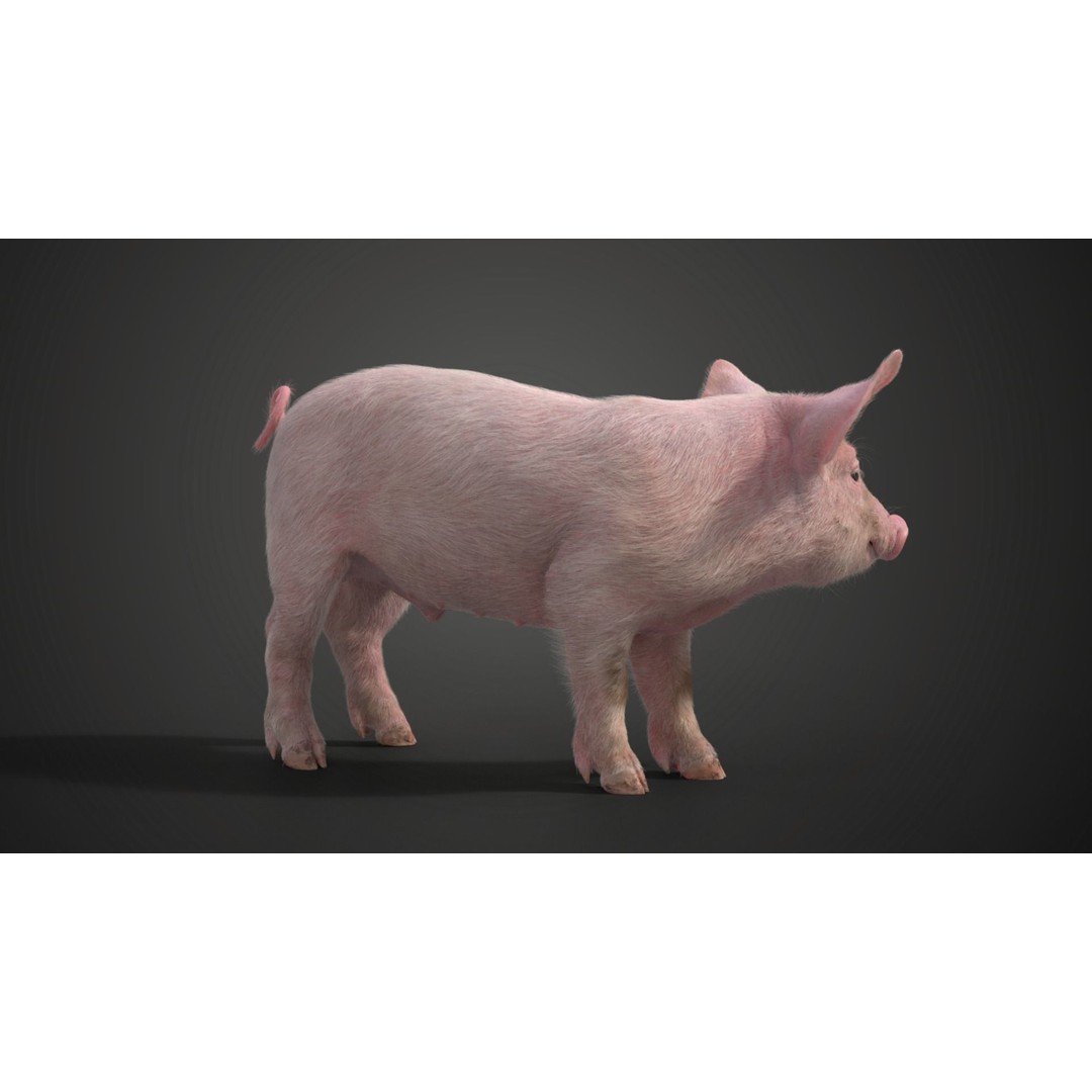 Piggy 3D Model – High Poly Rigged Character with Animations - View 11